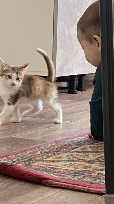 Отдам котенка девочку
