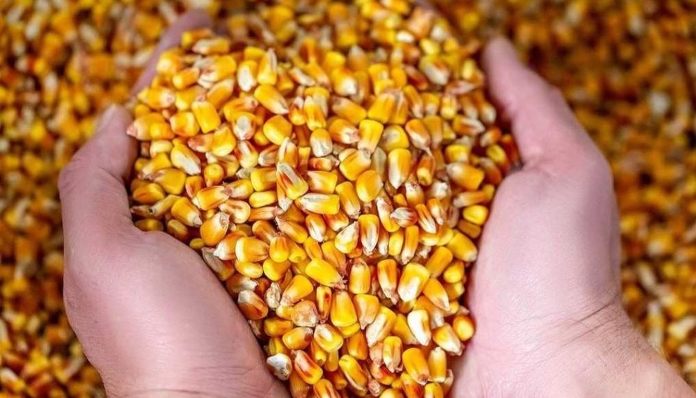 Porumb, Tarate de grau, malai furajer