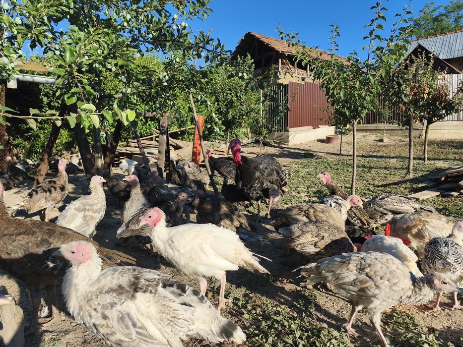 Curcani si curci romanesti