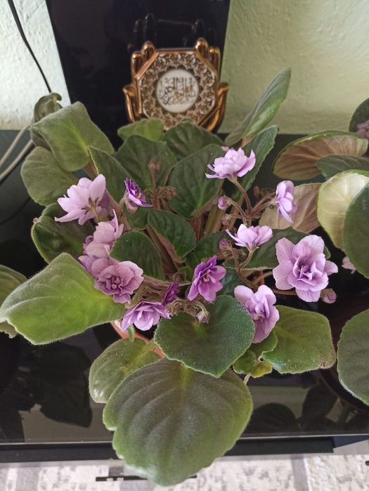 Фиалка продается с горшком