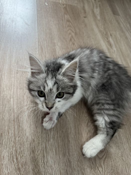 Отдам котенка в добрые руки