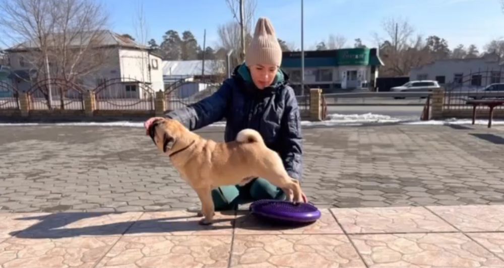 Щенки Мопса от Чемпионов !