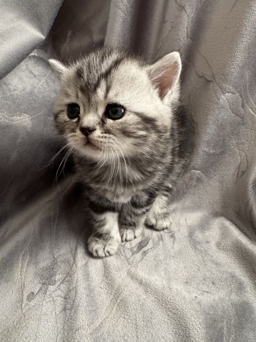 Котята Шотландские