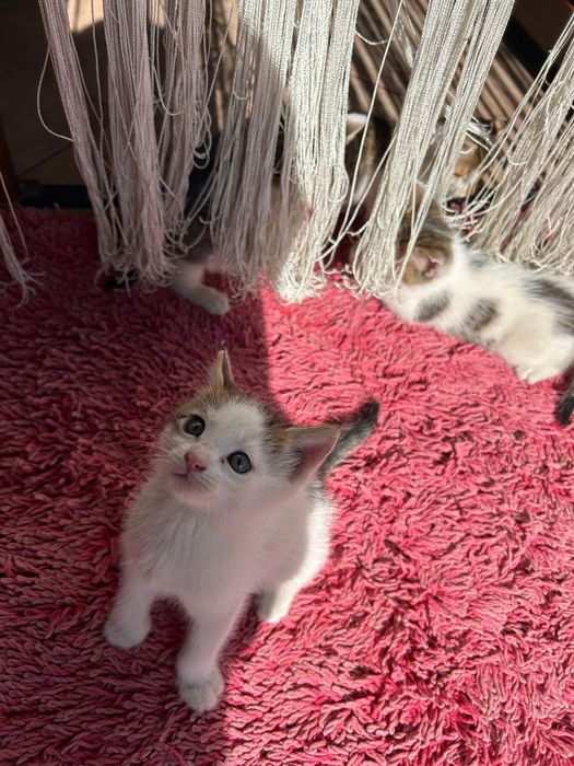 Pisicuțe pentru adopție