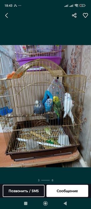 Волнистый папугай