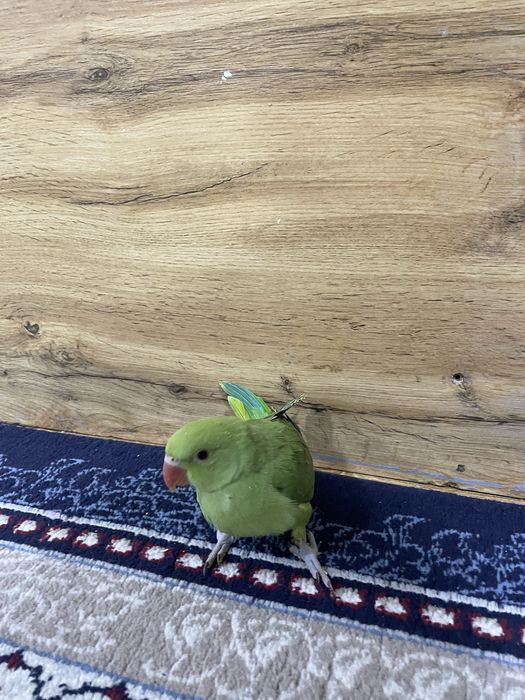 Ручной попугай ажрелла