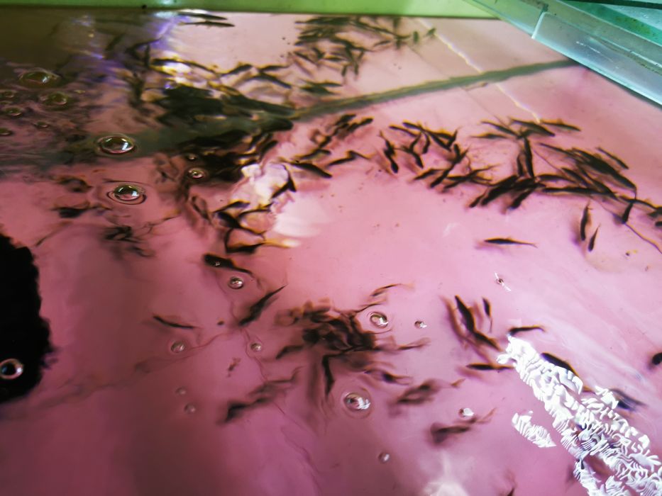 Sanitari de iazuri sau heleștee