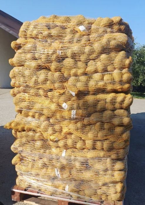 Vând cartofi de toamna