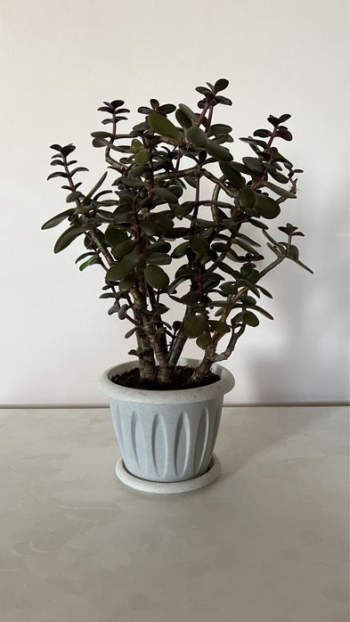 Цветок толстянка (дубок)