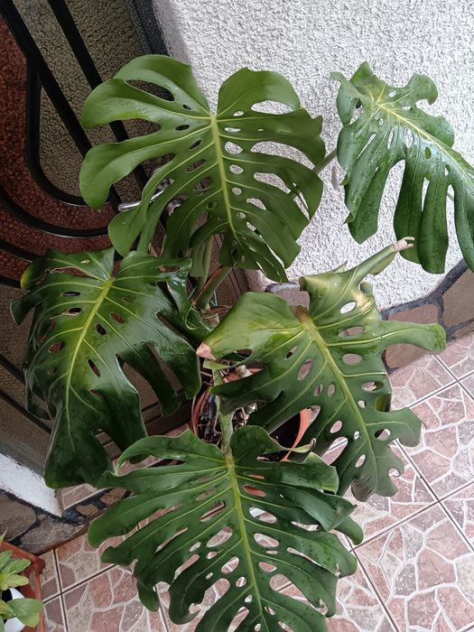 Planta Philodendron