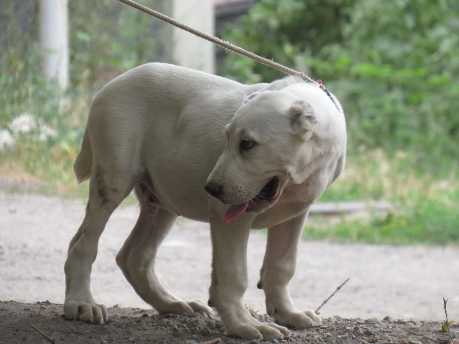 Щенки алабайчики