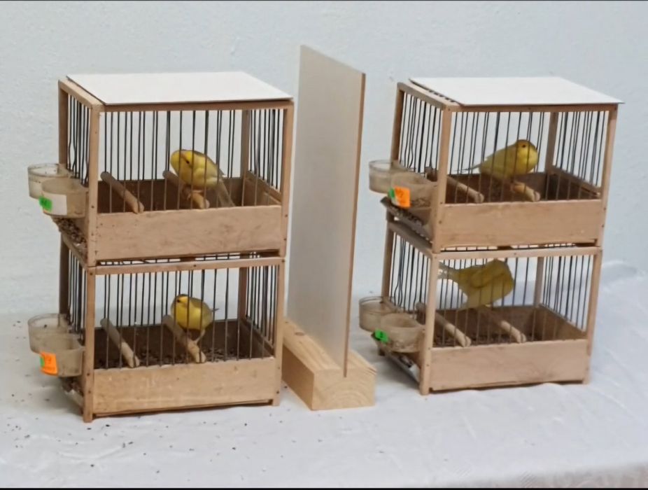 Продавам канари Орфей и Малиноа