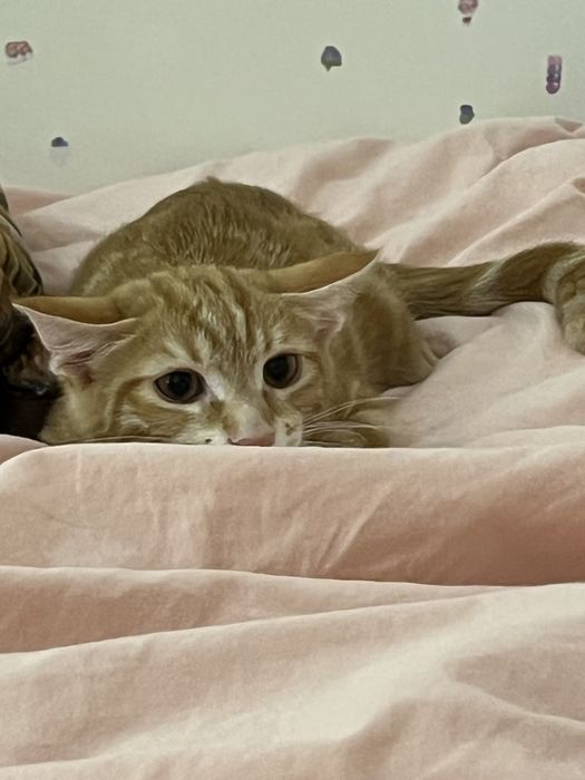 кот в добрые руки