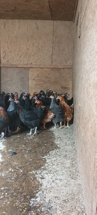 Puicuțe ouătoare de vânzare