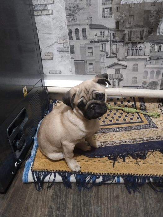 Собаки продажа мопс