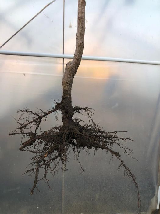 Овощни дръвчета кайсии череши Киото