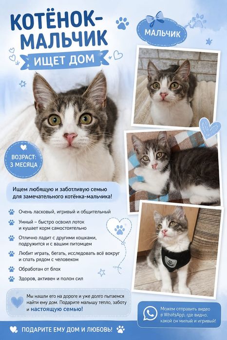 срочно отдаётся котёнок мальчик в добрые руки