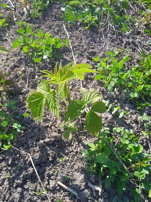 Малина полька саженцы