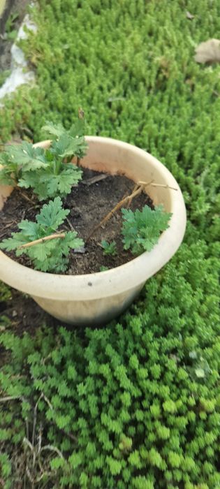 Продам многолетки: бадан, лён , хризантема