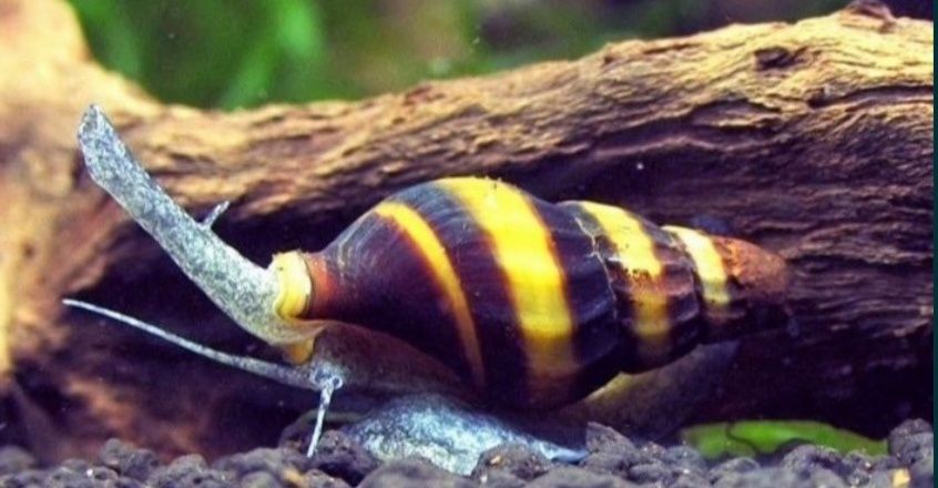 Asasini melci. Omora melcii comunitari