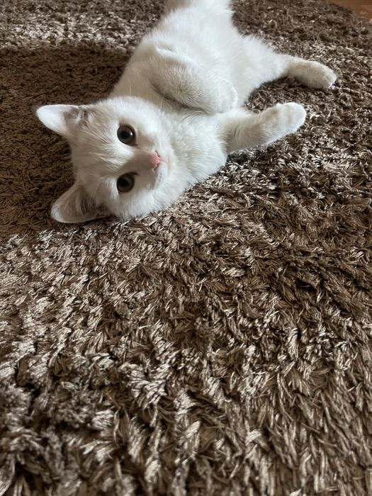 Котенок в добрые ручки