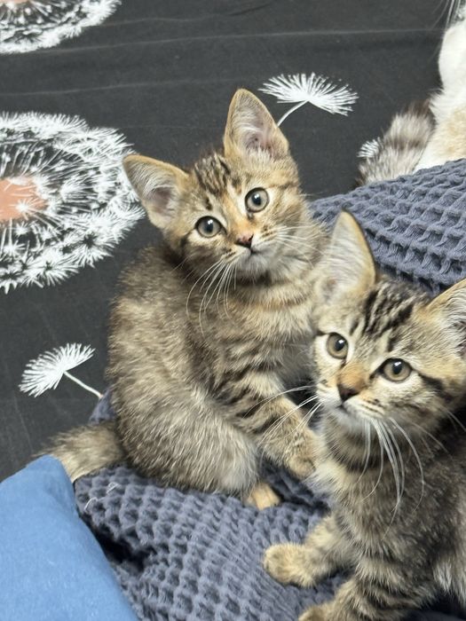 Отдам котят в любящую семью