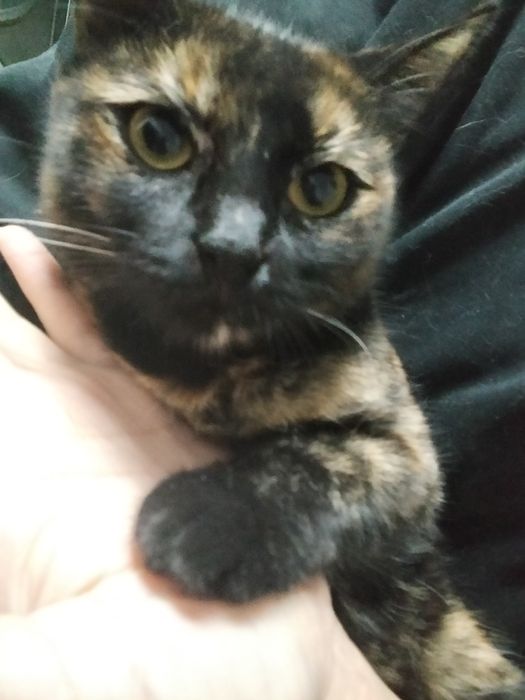 Котенок по имени "Мармеладка"