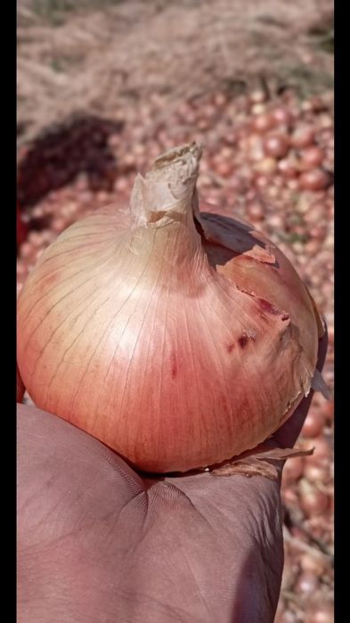 Пиёз уруги семена лука