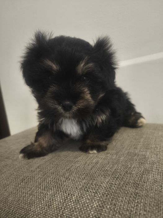 Bichon havanez de talie mica