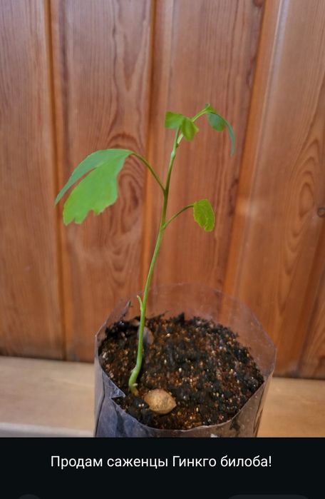 Продам саженец гинкго билоба