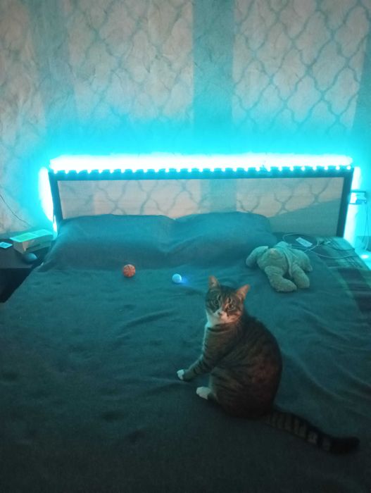 котки котки котики