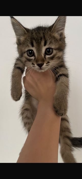 котята-котенки