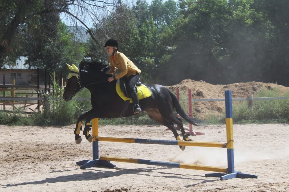 Продам кобылу ...