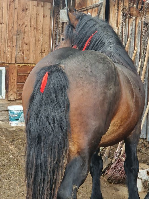 Vând mânz de 1 an si 7 luni foarte cuminte