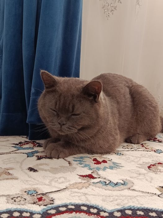 Quqon mushuk Skitka zoti britan toza qon