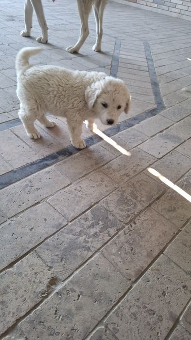 Алабай итлар сотилади.