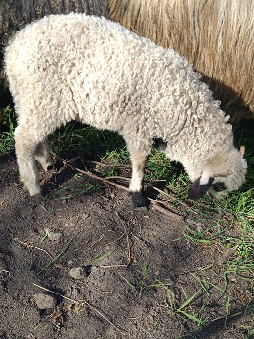 De  vânzare 3 berbecuți