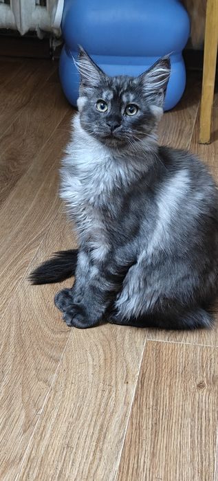 Продажа Котят Мейн -кунов