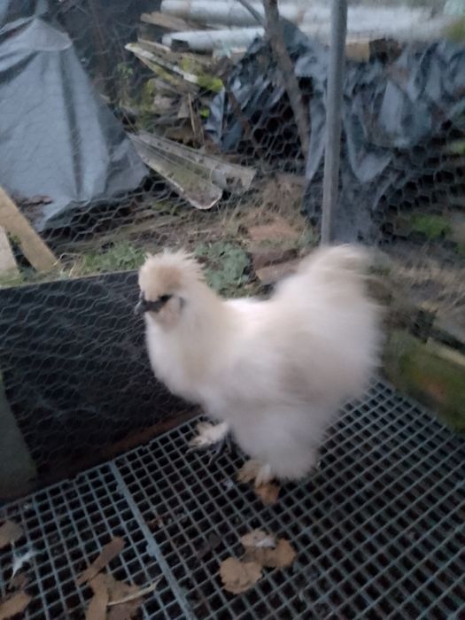 Cocoși mătase japoneza!