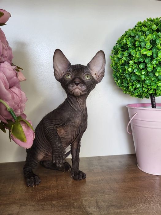 Шикарные Котята Донские Сфинксики.