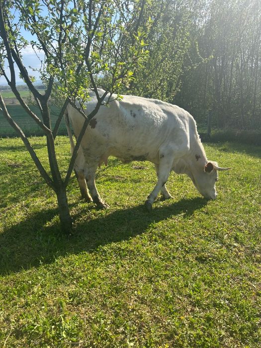 Vaca bălțată 10 -12 litri la zi