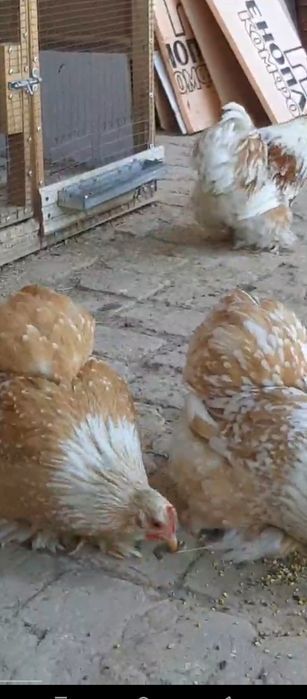 Кохен Флорис тухумлари сотилади