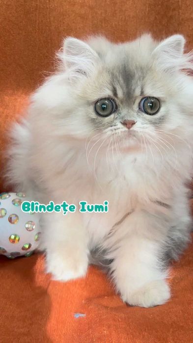Pisica Persana Chinchilla cu Pedigree