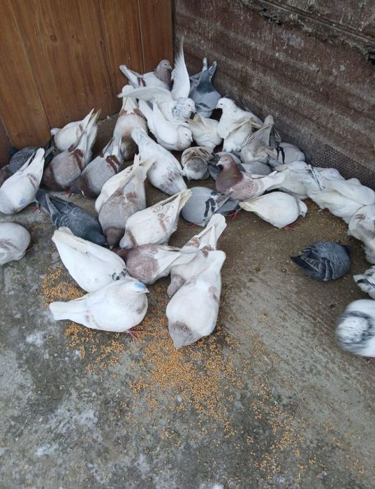 Vand porumbei texani sau la schimb