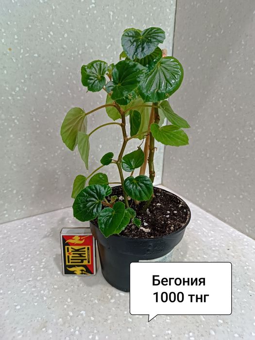 Продам комнатные цветы