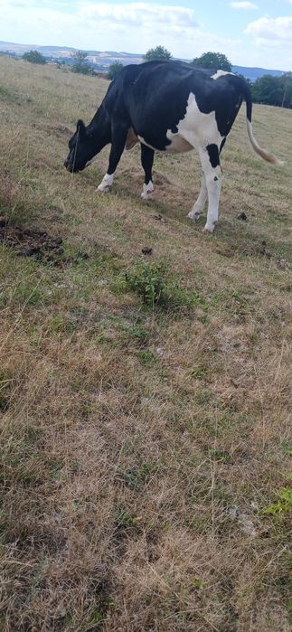 Vand sau schimb cu manz sau manza peste un an junica holstein la 300 kg