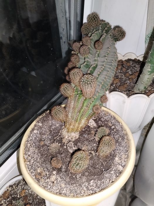 Продам кактусы в горшках.