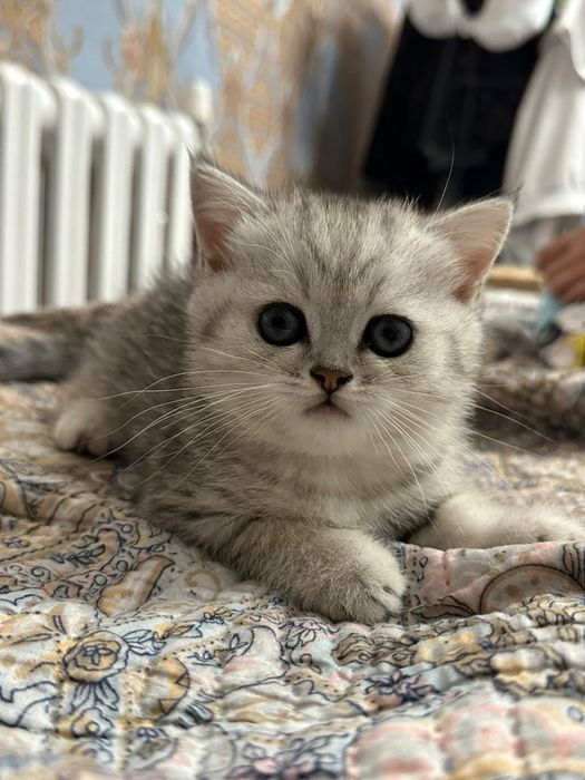 шотландский котенок