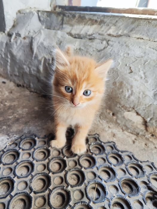Отдам Котят в добрые руки
