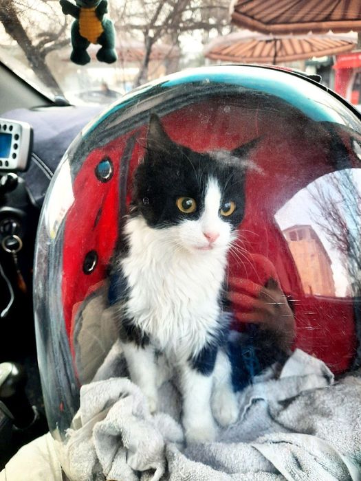 котик ищет дом, бесплатно